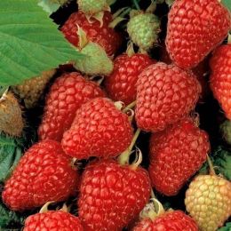 Малина (ремонтантная) Zefa Herbsternte фото
