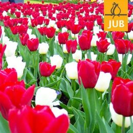 Микс ландшафтный Reason to be Cheerful (Брендовые луковицы Jub Holland) фото