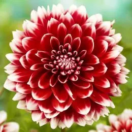 Георгина Red and White Fubuki (Уникальный окрас) фото