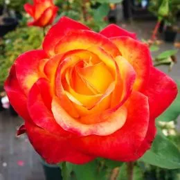 Роза чайно-гибридная Red Gold фото