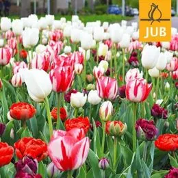 Микс ландшафтный Red and White Art (Брендовые луковицы Jub Holland) фото