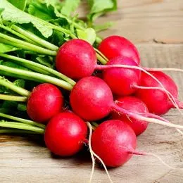 Редис Эспрессо фото