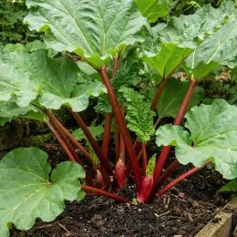 Ревень Red Champagne фото