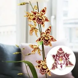 Орхидея Odontoglossum Zebra фото
