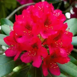 Рододендрон Dotella фото
