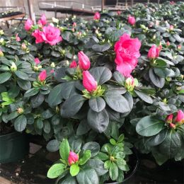 Рододендрон Keep Sake фото