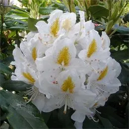 Рододендрон Madame Masson фото