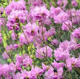 Рододендрон Korean фото