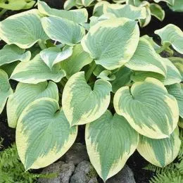 Хоста Robert Frost фото