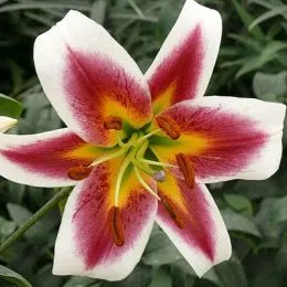 Лилия Robert Griesbach фото