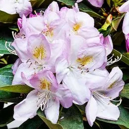 Рододендрон Gomer Waterer фото