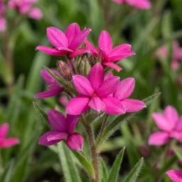 Родогипоксис Tetra Pink фото