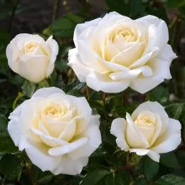 Роза бордюрная White Lady фото