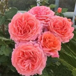 Роза Amour De Molene фото