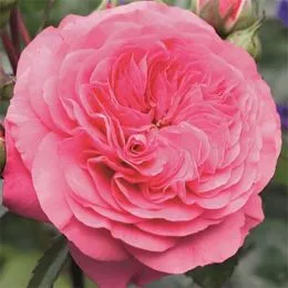 Роза Baroness фото