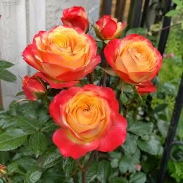 Роза бордюрная Sunmaster Dark фото
