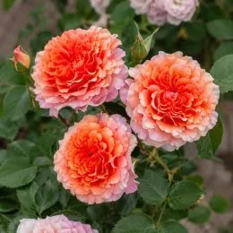 Роза бордюрная Teresa фото