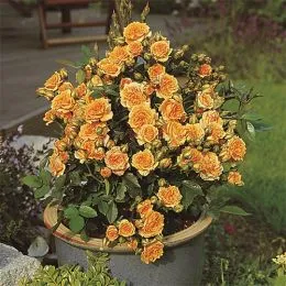 Роза бордюрная Clementine фото