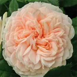 Роза Garden of Roses фото