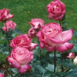Роза Rose Gaujard фото