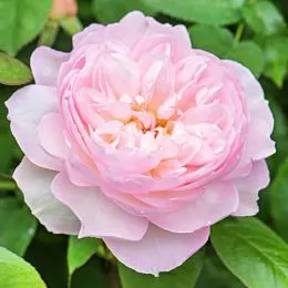 Роза Gentle Hermione фото