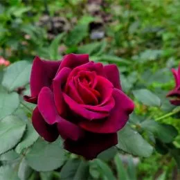 Роза Gräfin Diana фото
