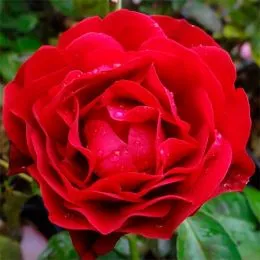 Роза King Arthur фото