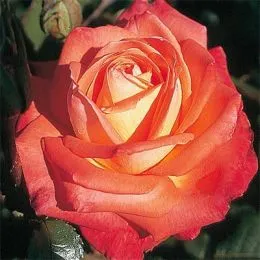 Роза Köningin der Rosen фото