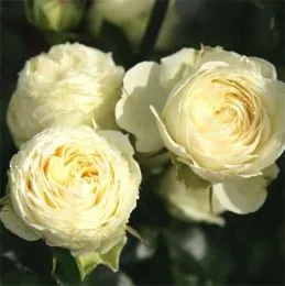 Роза Lemon Rokoko фото