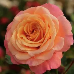 Роза Peach Melba фото
