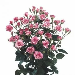 Роза Pink Flash фото
