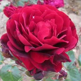 Роза Red Abundance фото
