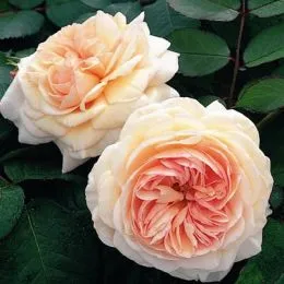 Роза Shropshire Lad фото