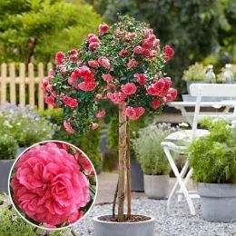 Роза штамбовая Rosarium Uetersen фото