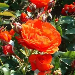 Роза Trumpeter фото