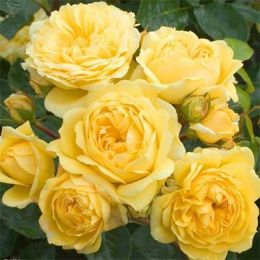 Роза Yellow Meilove фото