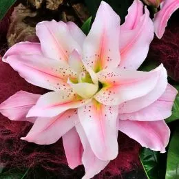 Лилия Roselily Felicia фото