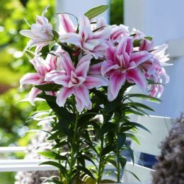 Лилия Roselily Belonica фото
