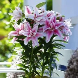 Лилия Roselily Belonica фото