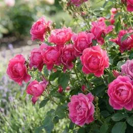 Роза Pink Forest Rose фото