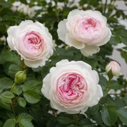 Роза штамбовая Herzogin Christiana фото
