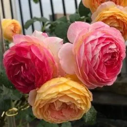 Роза штамбовая Rosomane Janon фото