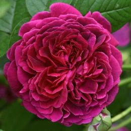 Роза штамбовая William Shakespeare фото