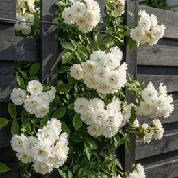 Роза White Flight фото
