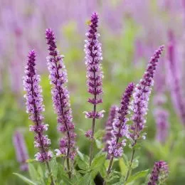 Сальвия Amethyst фото