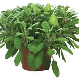 Сальвия Grower’s Friend фото