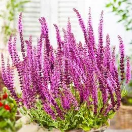 Сальвия Pink Beauty фото
