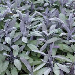 Сальвия Purple Beauty фото