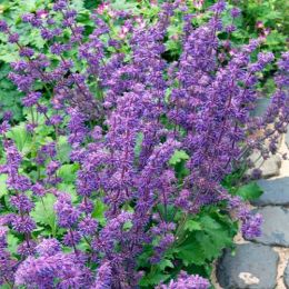 Сальвия Purple Rain фото