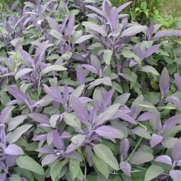 Сальвия Purpurascens фото